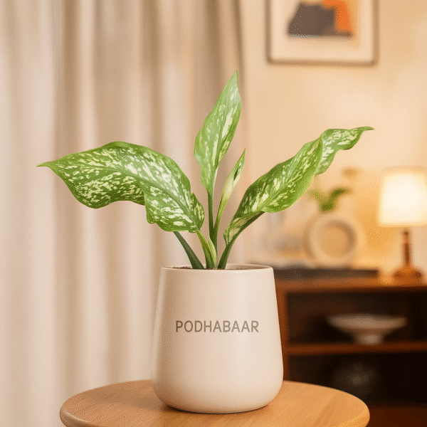 Small Aglaonema