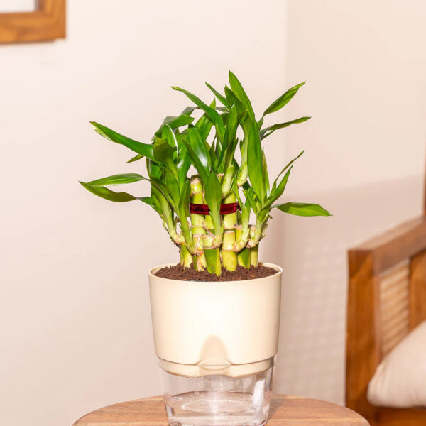 Lucky Bamboo Plant