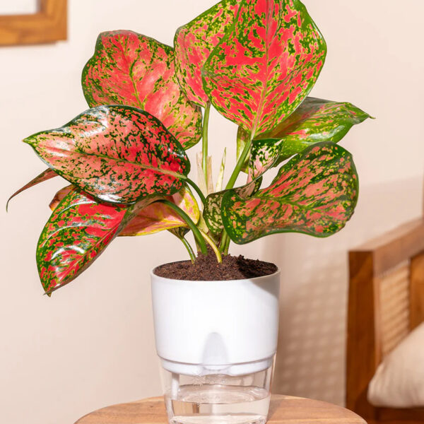 Aglaonema Pink Valentine Plant