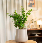 Lucky Jade Plant by podhabazaar home office inddor outdoor