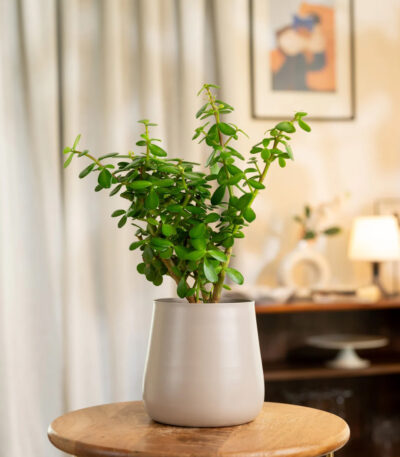 Lucky Jade Plant by podhabazaar home office inddor outdoor