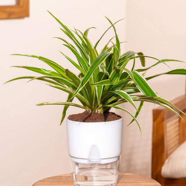 Spider Plant