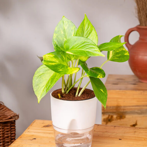 Money Variegated Plant