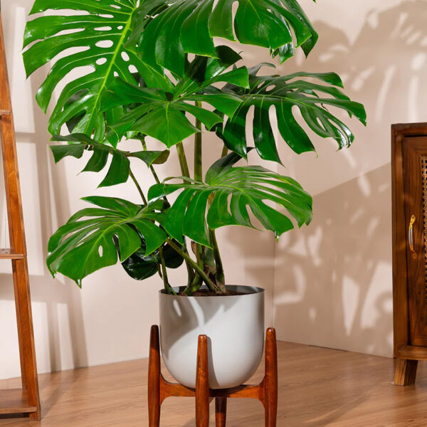 Monstera Deliciosa