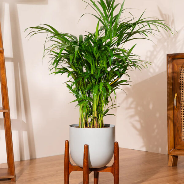 Areca Palm