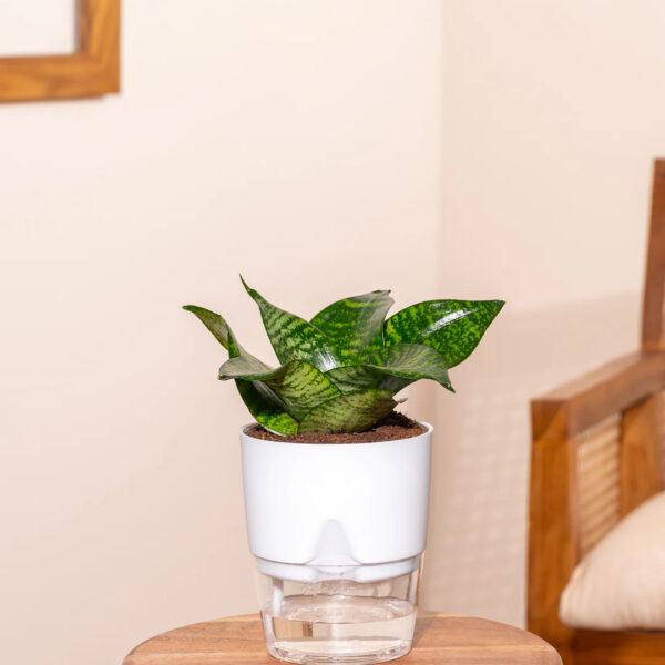 Green Snake Plant